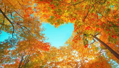 Finding Gratitude and Giving Back: How to Make This Fall Your Season of Thanks